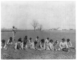 Boys digging for potatoes at Carlisle Industrial Indian School. Photo by Francis Benjamin Johnston, 1901.