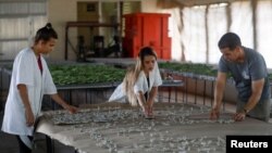 Trabajadores preparan gusanos de seda para alimentarlos en una granja en Matanzas, Cuba, el 16 de mayo de 2024.