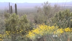 Life Blooms in Sonoran Desert