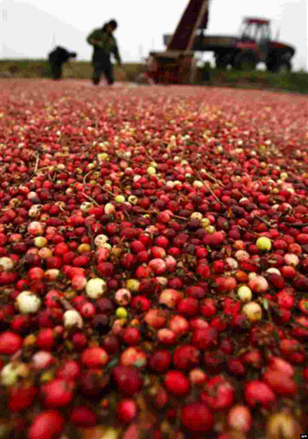 Workers harvest cranberries at a state farm in the village of Selishche, some 320 km (200 miles) southwest of Minsk, Thursday, Oct. 7, 2010. While crossing the flooded fields, machines dislodge the berries allowing them to float to the surface so that emp