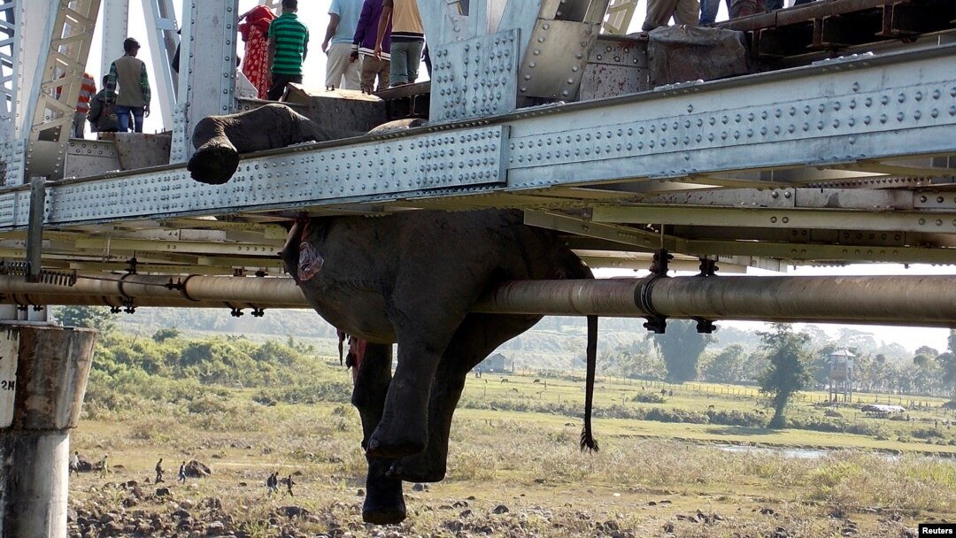 Warga setempat melewati bangkai gajah yang tersangkut di jembatan rel kereta api di wilayah Khunia, distrik Jalpaiguri, bagian timur negara bagian Bengala Barat (14/11).