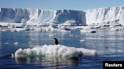 Seekor pinguin Adelie berdiri di atas bongkahan es yang mencair dekat stasiun penelitian Perancis di Dumont díUrville di Antartika.