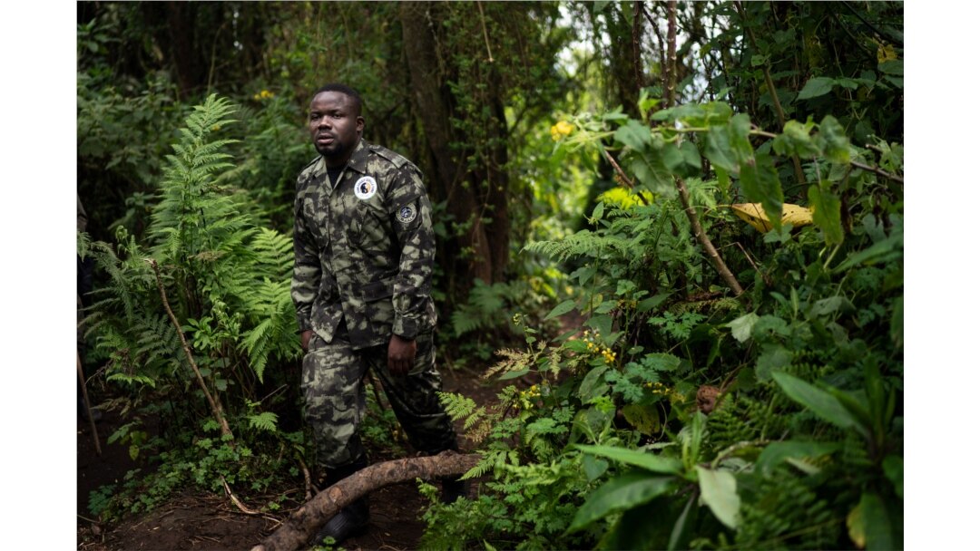 Biologist Jean Paul Hirwa walks down a trail to observe mountain gorillas in the Volcanoes National Park, Rwanda, Sept. 2, 2019.