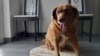 El perro más viejo del mundo fallece en Portugal a los 31 años
