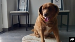 Bobi, el perro portugués de pura raza Rafeiro do Alentejo que fue reconocido con el récord mundial Guinness para el perro más viejo, en su casa en Conqueiros, Portugal, el 20 de mayo de 2023. El dueño dijo el lunes que Bobi falleció el sábado a los 31 años y 165 días de edad.