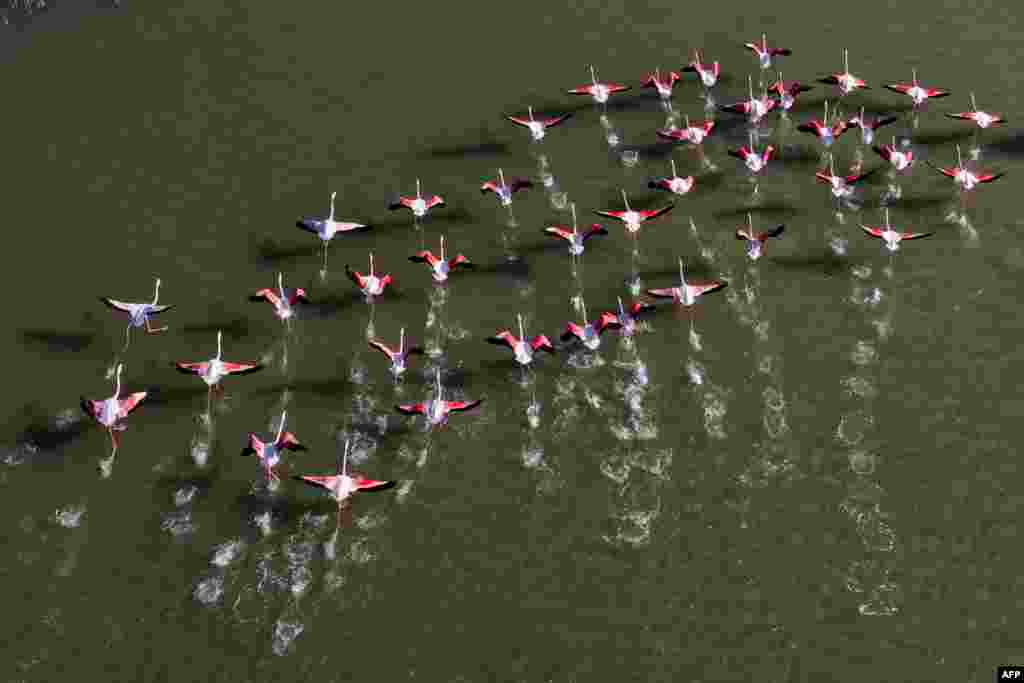 Flamingos fly over water off the Greek island of Samos.