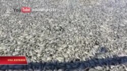 Hàng chục ngàn cá chết gây tắc nghẽn kênh Shinnecock ở New York