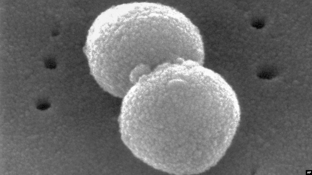 This electron microscopic image provided by the Centers for Disease Control and Prevention shows two, round-shaped, Gram-positive, Streptococcus pneumoniae bacteria. (Janice Haney Carr/CDC via AP)