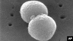 This electron microscopic image provided by the Centers for Disease Control and Prevention shows two, round-shaped, Gram-positive, Streptococcus pneumoniae bacteria. (Janice Haney Carr/CDC via AP)