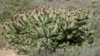 According to the Environmental Management Agency, the cactus rosea weed has caused the death of a high number of livestock in Zimbabwe's Matabeleland region. (Photo: COURTESY IMAGE)