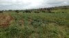 Fazenda agrícola Sorriso Alegre em Cacuso, Malanje, Angola