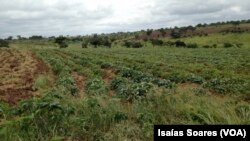 Fazenda agrícola Sorriso Alegre em Cacuso, Malanje, Angola