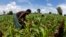 FILE - Subsistence farmers work their field of maize after late rains near the capital Lilongwe, Malawi, Feb. 1, 2016. 