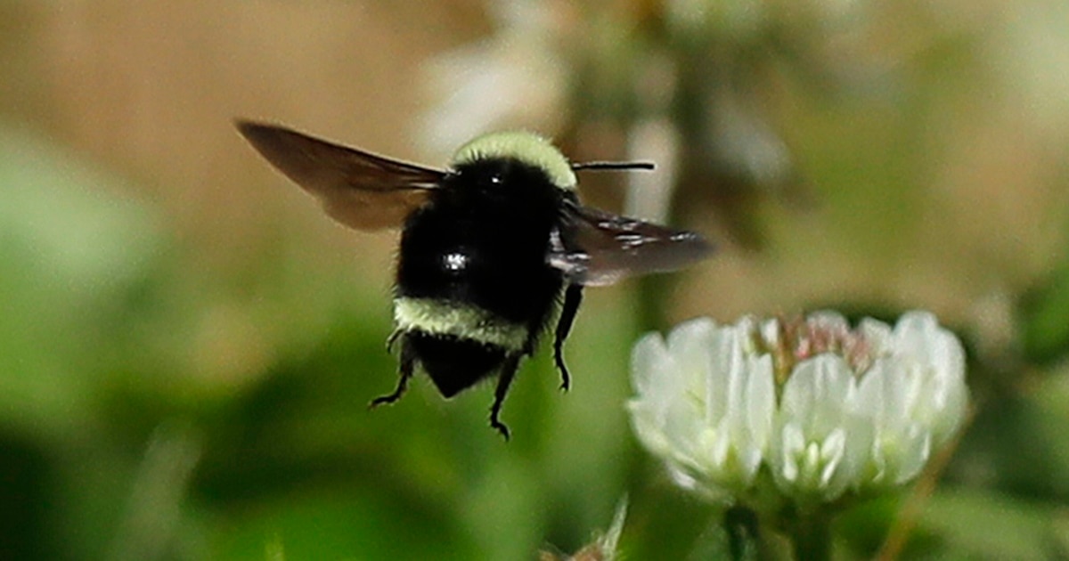 Citizen Scientists' Seek Solutions to Bumblebee's Problems