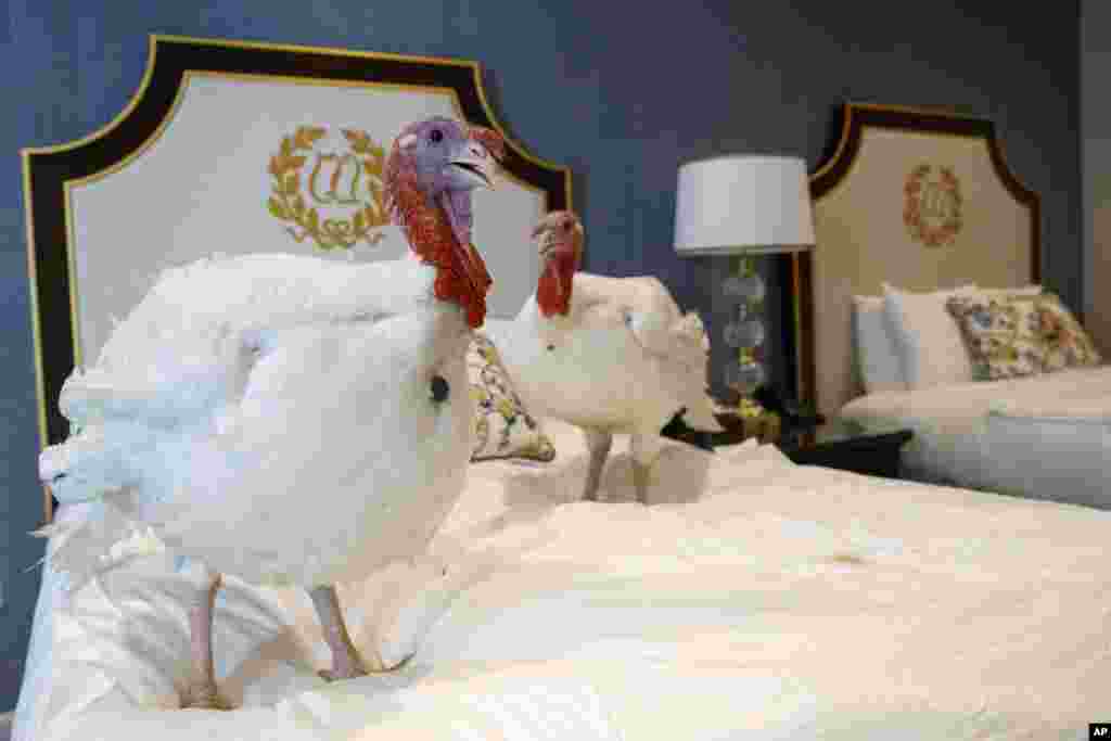 Two male turkeys from North Carolina named Bread and Butter, that will be pardoned by President Donald Trump, hang out in their hotel room at the Willard InterContinental Hotel in Washington.