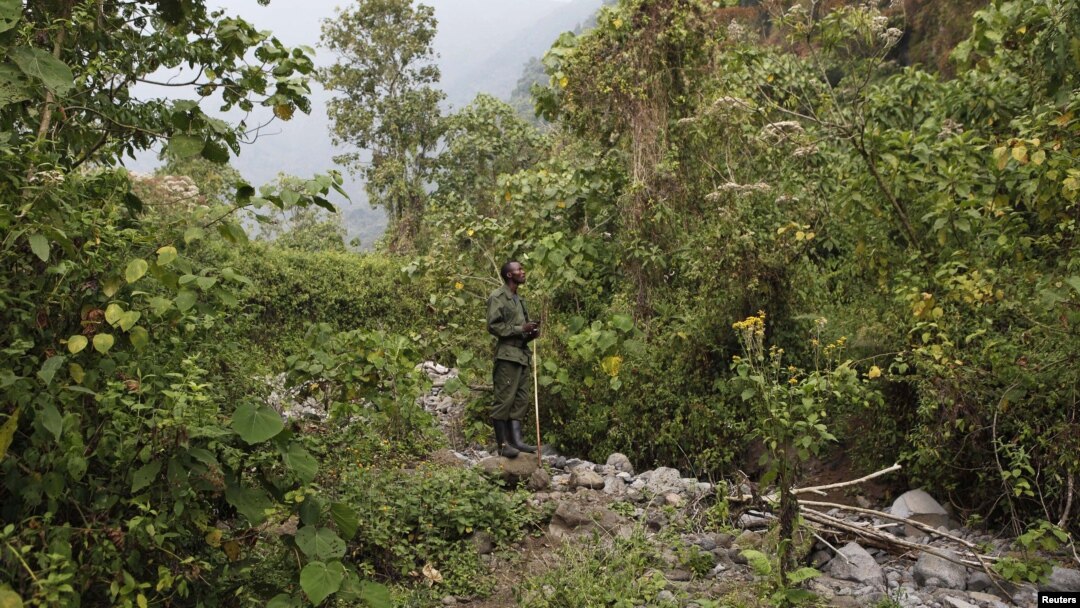 Le parc du Virunga en RDC le 19 août 2010.