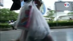 CIENCIA/AMBIENTE: Langostas solucionan exceso de plásticos