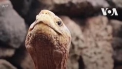 Черепаха-плейбой