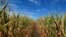 Drought takes its toll on Nebraska cornfields like these, near Sutton, August 2012. (S. Baragona / VOA)