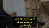 مربی مصری در دوران کرونا شیر سیرک را به خانه برد