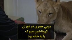 مربی مصری در دوران کرونا شیر سیرک را به خانه برد