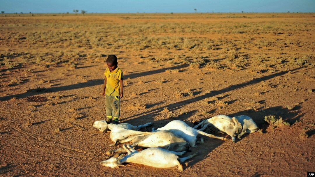 FILE - A boy looks at a flock of dead goats in a dry land close to Dhahar in Puntland, northeastern Somalia, Dec. 15, 2016. Drought in the region has severely affected livestock for local herdsmen.