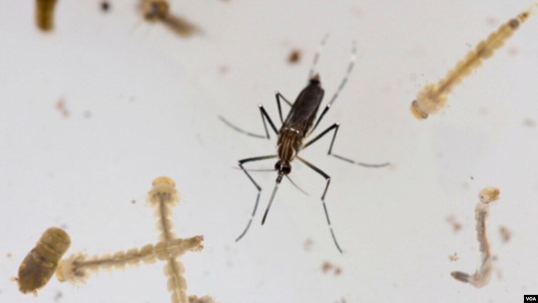 Los síntomas del dengue incluyen fiebre alta, dolores de cabeza, articulaciones, dolores musculares, vómitos y erupción cutánea. La mayoría de las personas con dengue se recuperan en dos semanas.