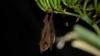 FILE - A Mexican long-nosed bat (Leptonycteris nivalis) hangs from agave flowers in Nuevo Leon, Mexico, in July 2022. (Chris Galloway/Horizonline Pictures/Bat Conservation International via AP)