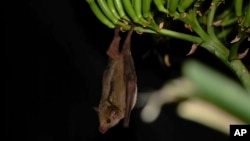 FILE - A Mexican long-nosed bat (Leptonycteris nivalis) hangs from agave flowers in Nuevo Leon, Mexico, in July 2022. (Chris Galloway/Horizonline Pictures/Bat Conservation International via AP)