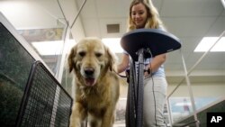 Kelli Quinones, petugas di rumah perawatan hewan Morris Animal Inn, Morristown, New Jersey, AS, bersama Ceili, anjing golden retriever, sedang berlatih di atas treadmill untuk anjing, 19 Juni 2014. (Foto: dok).