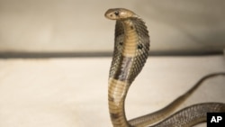 A Dec. 18, 2015, photo provided by the Wildlife Conservation Society, shows an 18-inch, one-year-old cobra. The poisonous snake was discovered by workmen as they unloaded cargo from a ship at New Jersey's Port Elizabeth.
