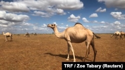 Gedi Mohammed’s camels in Hadado, northeastern Kenya, June 30, 2018. 