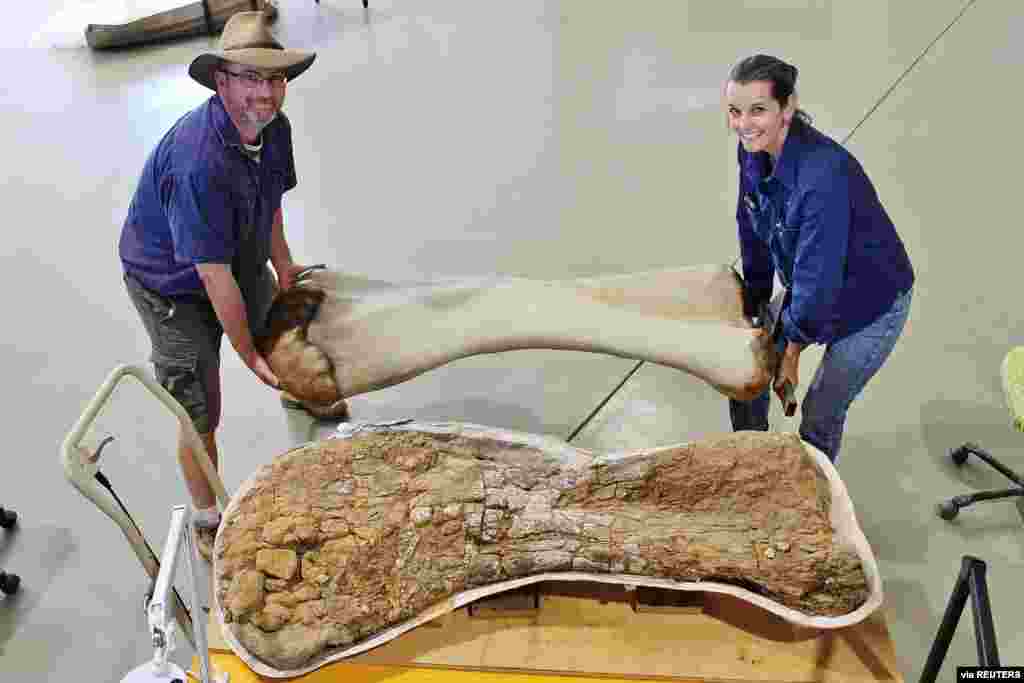 Avstraliyada aşkarlanan dinozavr qalıqları