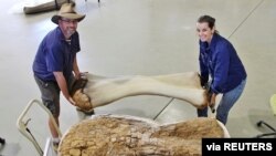 Dr. Scott Hocknull and Robyn Mackenzie pose in Eromanga with a 3D reconstruction and the humerus bone of "Cooper," a new species of dinosaur discovered in Queensland, Australia, June 8, 2021. (Eromanga Natural History Museum/Handout)