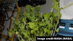 Mizuna lettuce growing aboard the International Space Station. Image credit-NASA
