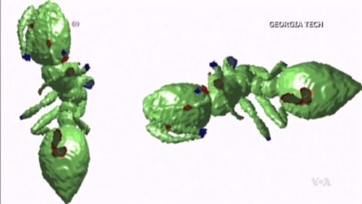 Study of Ants Could Bring Answers to Big Questions
