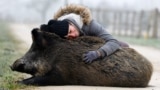 French horse breeder Elodie Cappe hugs "Rillette", a wild boar she rescued as a piglet in 2023 that is now at the center of a legal dispute over the keeping of wild animals in France, at her farm in Chaource, France, Jan. 15, 2025.