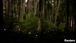 Synchronous fireflies, which appear annually for roughly two and a half weeks typically from the middle of May until the beginning of June, light up along the Bluff Trail at Congaree National Park in Hopkins, South Carolina, U.S., May 13, 2019. (REUTERS/Sam Wolfe )