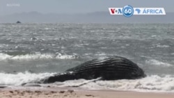 Manchetes africanas: Baleia morta deu à costa na Cidade do Cabo