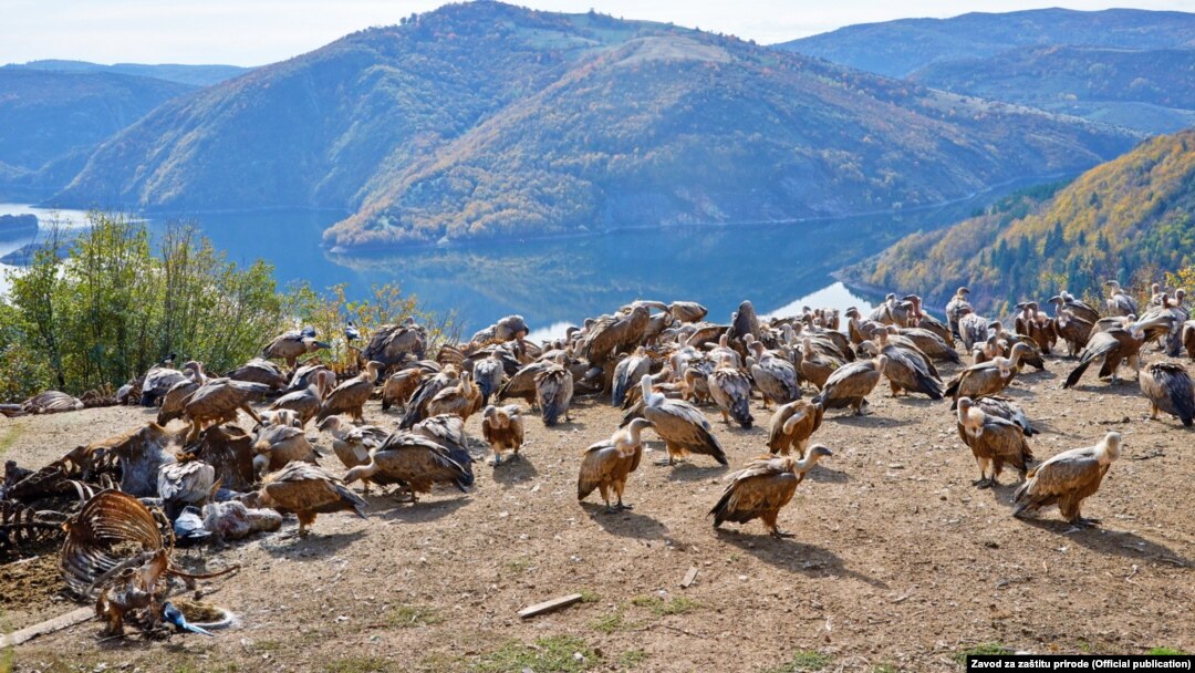 Kolonija beloglavog supa u Specijalnom rezervatu prirode Uvac, Foto: Bratislav Grubač