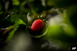 Strawberries grow on a farm in Almonte, southwest Spain, Tuesday, October 18, 2022.  Farming and tourism had already drained the aquifer that fed the Doñana.  Then climate change hit Spain with record high temperatures and a prolonged drought this year.  (AP Photo/Bernat Armangue)