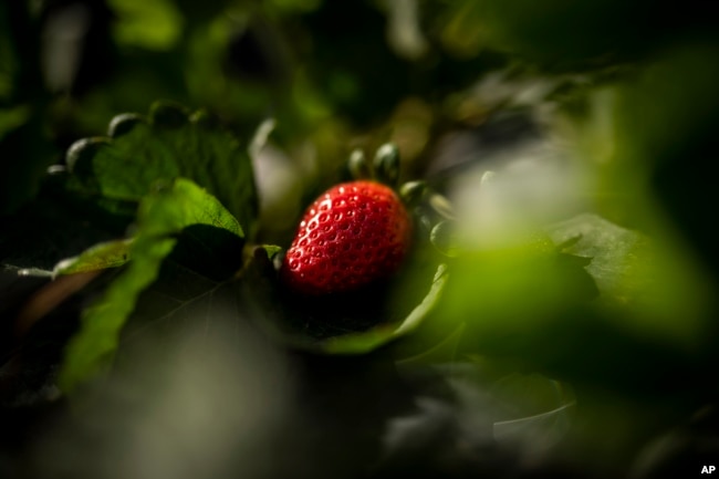 A strawberry grows in farm in Almonte, southwest Spain, Tuesday, Oct. 18 2022. Farming and tourism had already drained the aquifer feeding Doñana. Then climate change hit Spain with record-high temperatures and a prolonged drought this year. (AP Photo/Bernat Armangue)