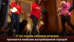 Самая популярная собака