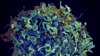 Foto de archivo: Una célula T, en azul, siendo atacada por el VIH, en amarillo. (Seth Pincus, Elizabeth Fischer, Austin Athman/Instituto Nacional de Alergias y Enfermedades Infecciosas/NIH vía AP)