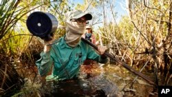 FILE - Austin Pezoldt carries gear through mucky water while assisting in a study of peat collapse in a coastal sawgrass marsh at Everglades National Park, Fla., Oct. 30, 2019.