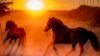 Iceland horses run in their paddock at a stud farm as the sun rises in Wehrheim near Frankfurt, Germany.