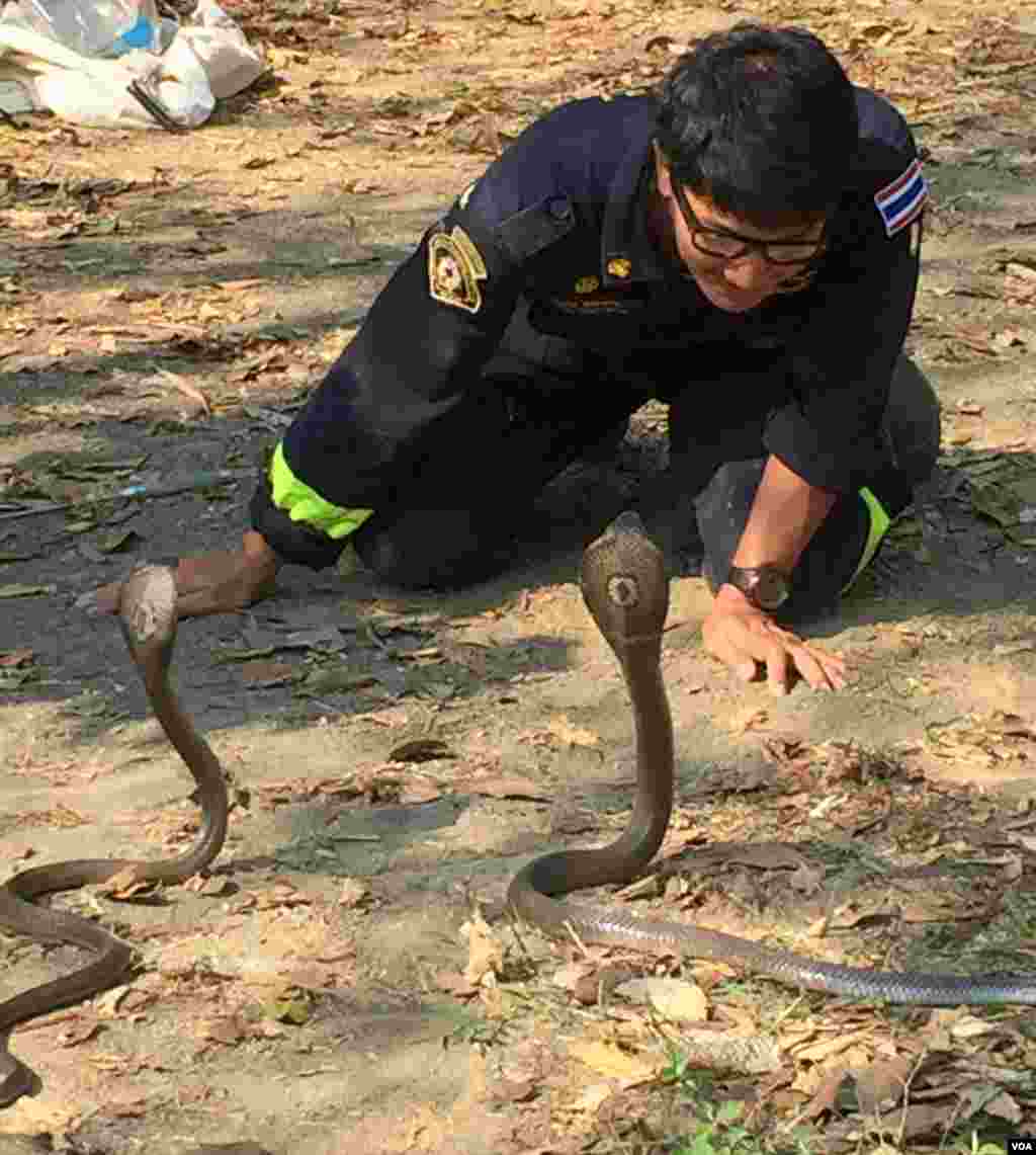 Bangkok fireman Pinyo Pookpinyo eyes a pair of monocled cobras, which were captured in Bangkok, being released into the wild, Feb. 28, 2016. (S. Herman/VOA)