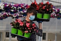 A worker wears a sanitary mask to protect against the novel coronavirus as he works in a greenhouse of the Saracino Flower Farm, in Aprilia, near Rome, April 8, 2020.