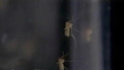 Вести од САД во минута 16-ти август