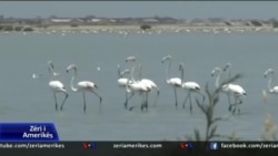 Flamingot qëndrojnë në Shqipëri